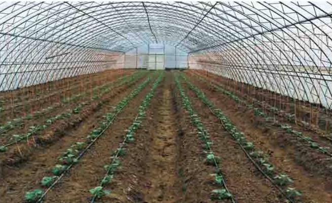 滴灌自动化灌溉在林业育苗的应用，滴灌管软带